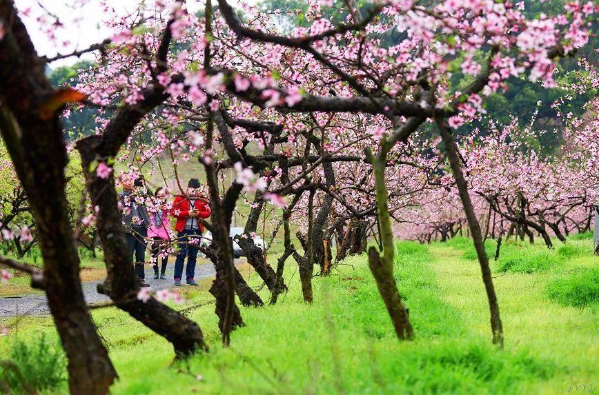 石头科技智能洗地机a20系列开启首销，可享受多重优惠